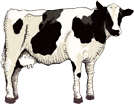 Cows Milk