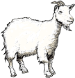 Goats Milk
