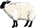 Sheep's Milk